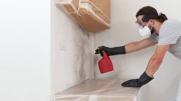 Professional Attic Mold Removal technician working in Waldwick, NJ