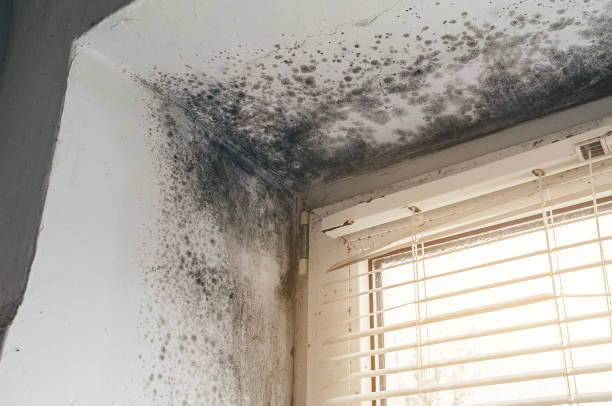 Affordable Basement Mold Removal solutions in Waldwick, NJ