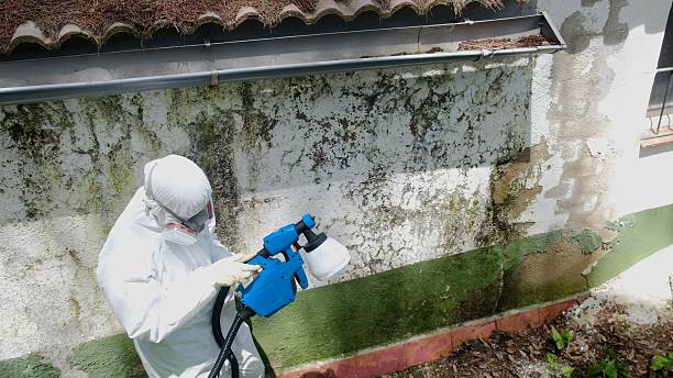 Top rated local Basement Mold Removal specialists in Waldwick, NJ